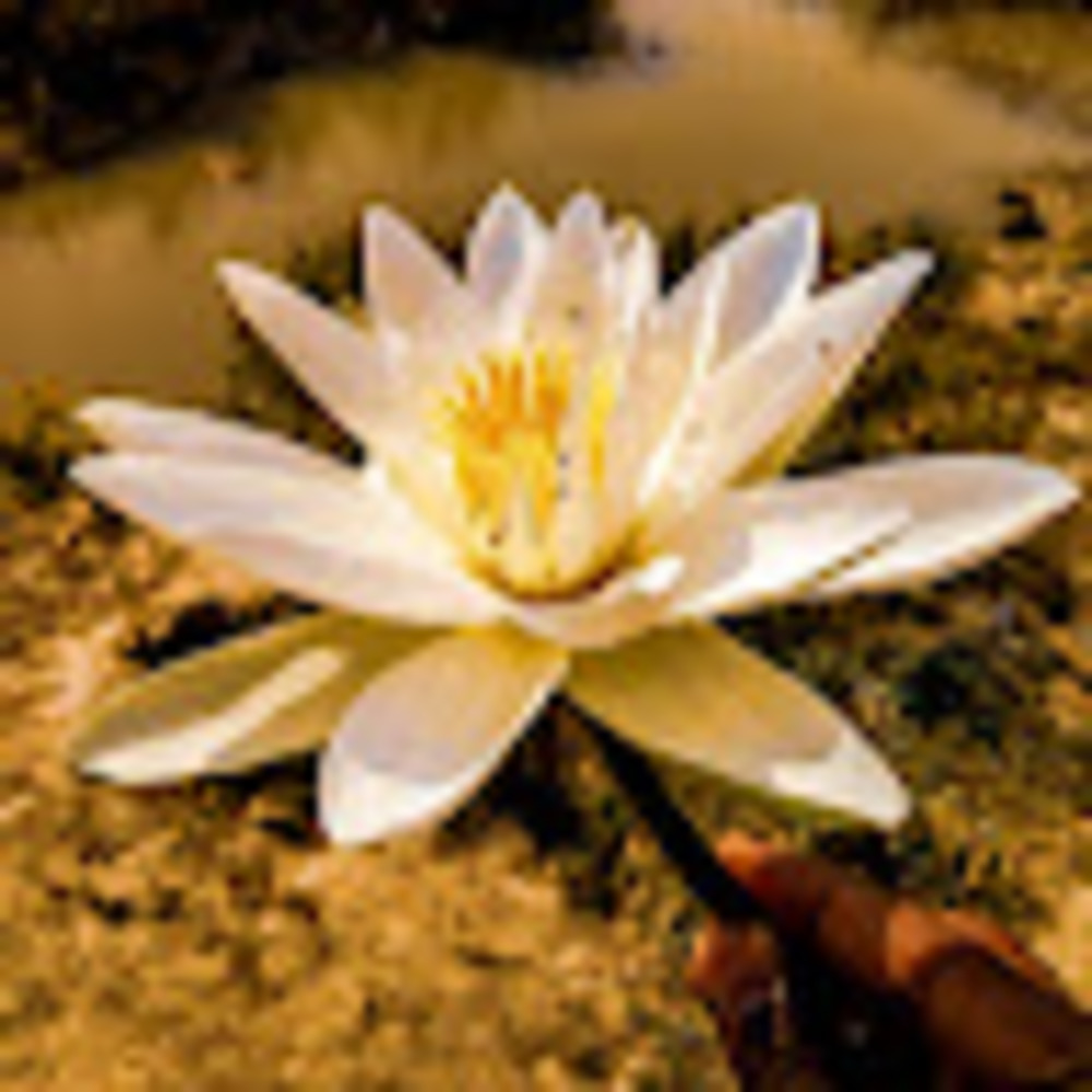 Meet your Posher, Sp